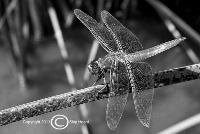 Dragonfly