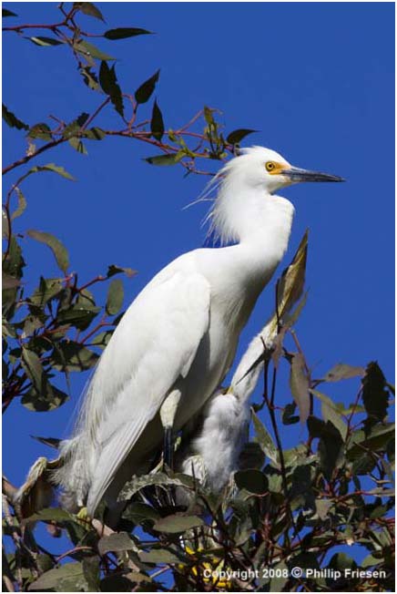 Egret & chicks